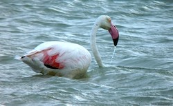 Flamant rose